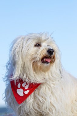 Portrait of a Havanese dog breeds clipart