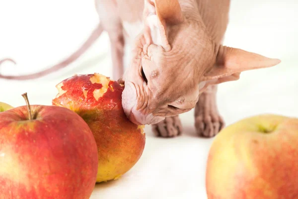 Gato con manzanas — Foto de Stock