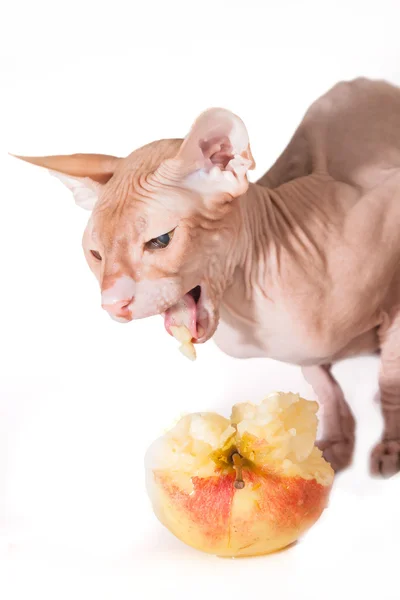 Gato con manzanas — Foto de Stock
