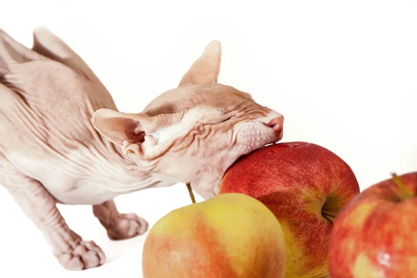 Cat with apples — Stock Photo, Image