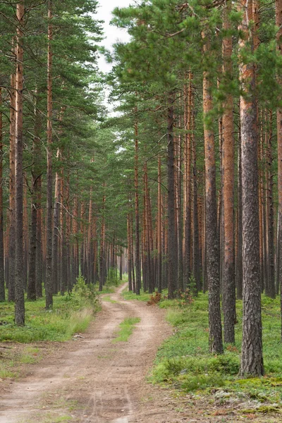 stock image Pine forest in day summer