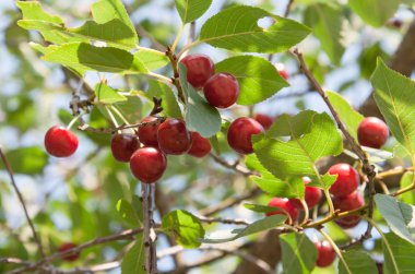 kiraz bitki üzerinde taze berry