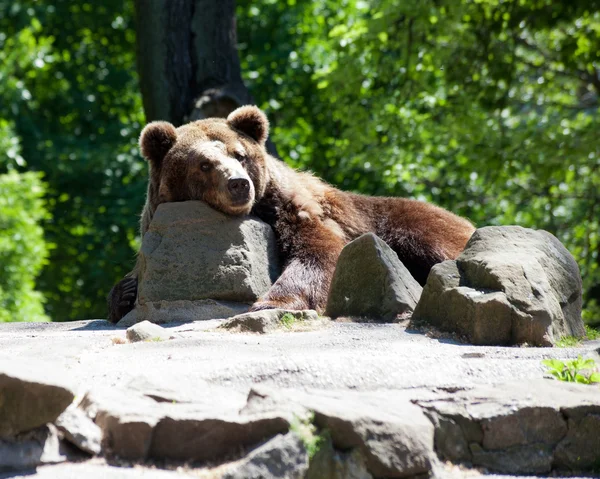 Urso marrom no zoológico da cidade — Fotografia de Stock