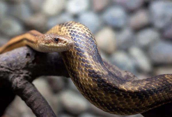 Snake in city zoo — Stock Photo, Image