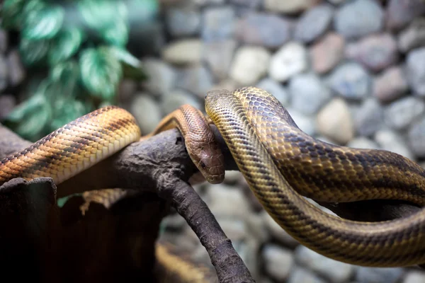 Two snakes in city zoo — Stockfoto