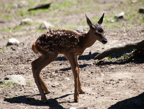 stock image Young fawn