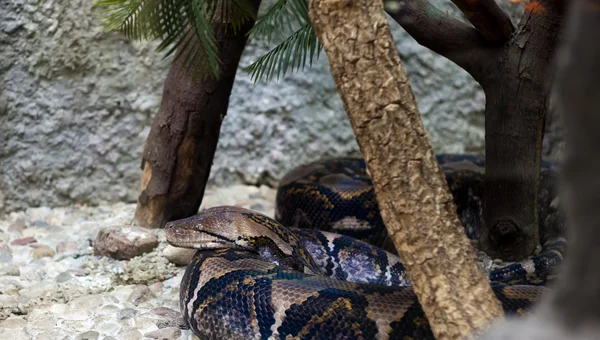 Python in de city zoo — Stockfoto