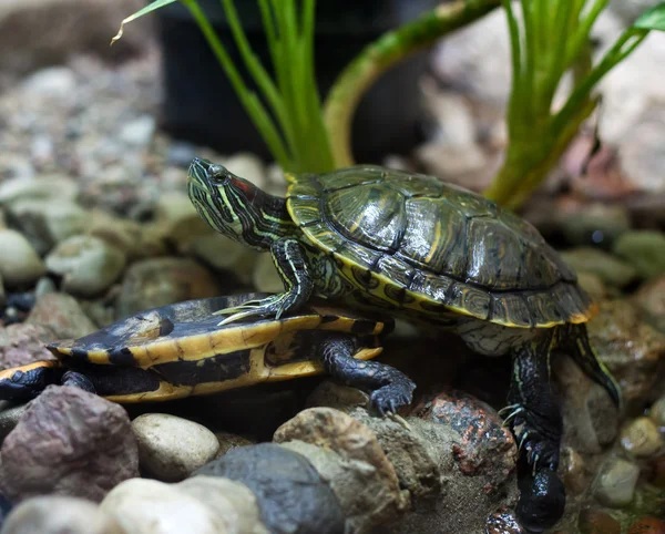 Ljusa gröna sköldpaddor — Stockfoto