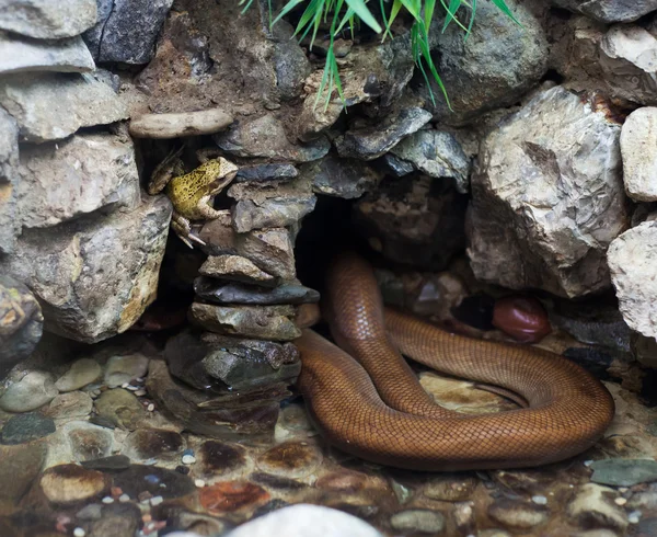 Βάτραχος και το φίδι στο ζωολογικό κήπο της πόλης — Φωτογραφία Αρχείου