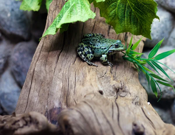 Яскраво-зеленої жаби — стокове фото