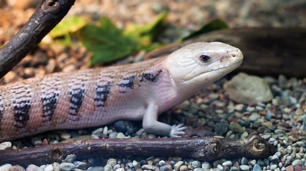 Bright pink lizard — Stock Photo, Image