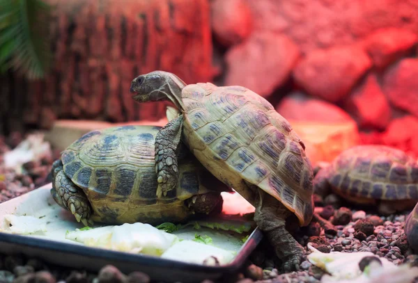 Twee schildpadden in stad dierentuin — Stockfoto