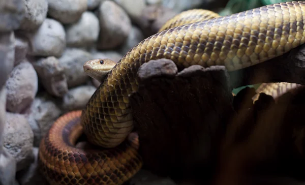 Serpiente peligrosa en el zoológico de la ciudad — Foto de Stock