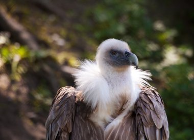 Black vulture in city zoo clipart