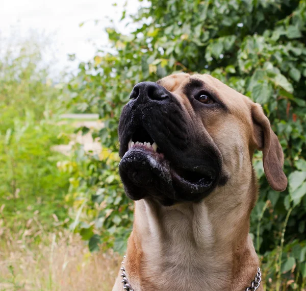 Porträt des großen Hundes — Stockfoto