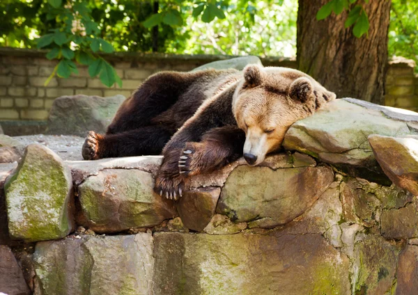 Urso castanho grande — Fotografia de Stock