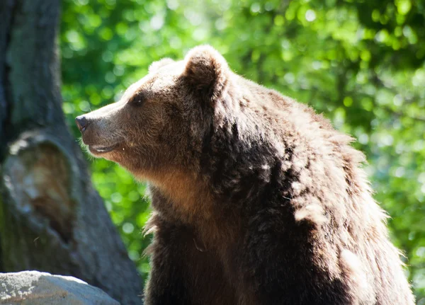 Wielki niedźwiedź brunatny — Zdjęcie stockowe