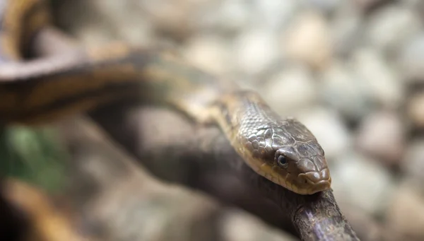 Farliga orm på grenen — Stockfoto
