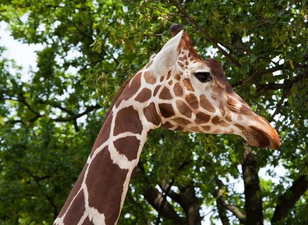 stock image Giraffe in city zoo