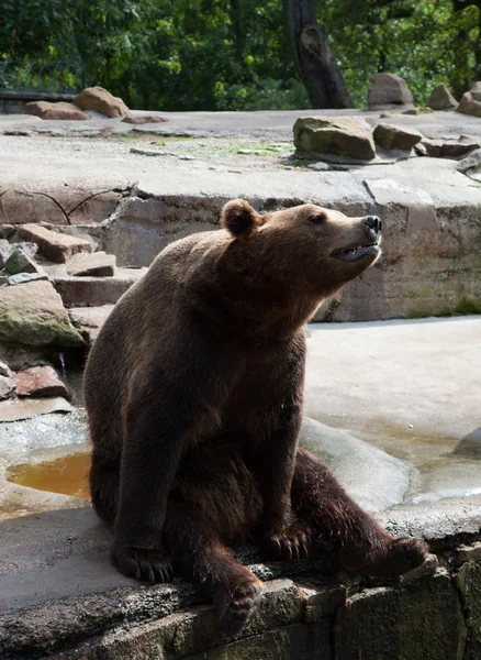 Ours brun dans le zoo de la ville — Photo