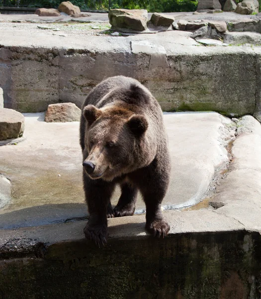 Ours brun fort dans le zoo de la ville — Photo