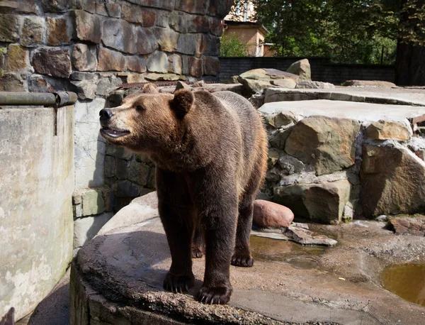 Опасный бурый медведь — стоковое фото