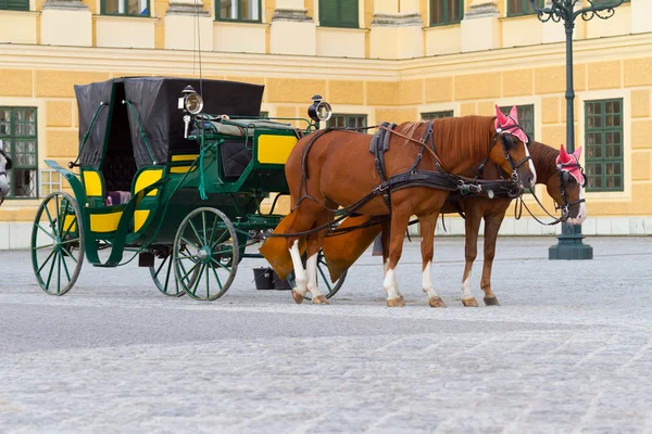 Horses for hire in Vienna — Stock Photo, Image