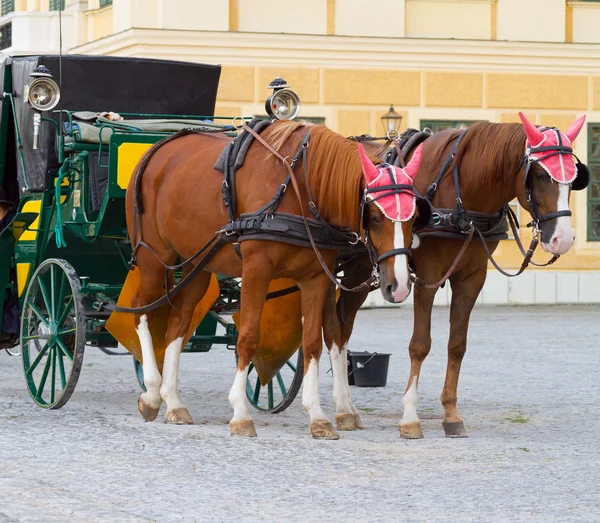 Horses for hire in Vienna — Stock Photo, Image