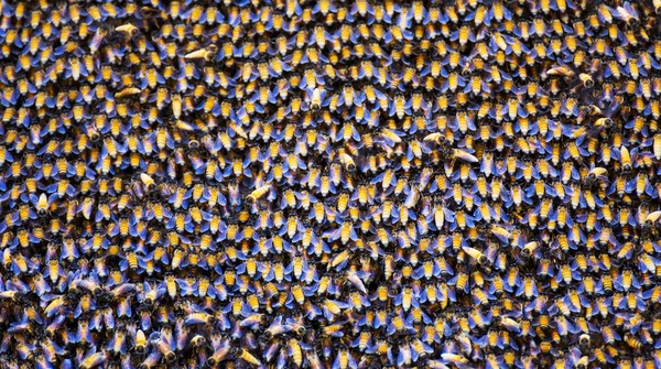 Abelhas dentro de uma colmeia — Fotografia de Stock
