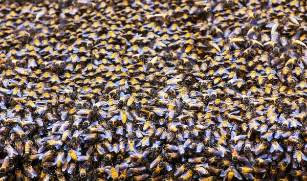 Abelhas dentro de uma colmeia — Fotografia de Stock
