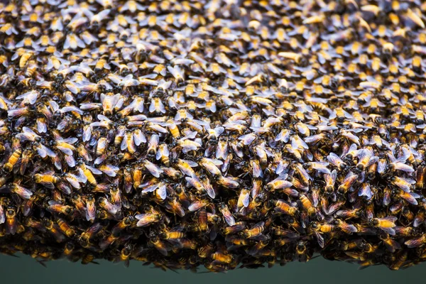 Bienen im Bienenstock — Stockfoto