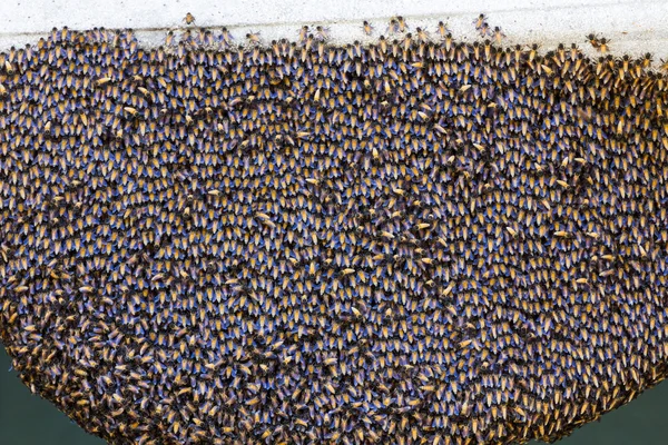 蜂、蜂の巣の内部 — ストック写真