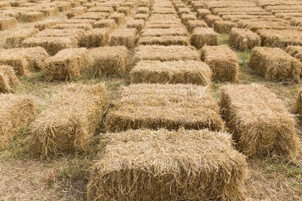 Field with bales of hay — Stock Photo, Image