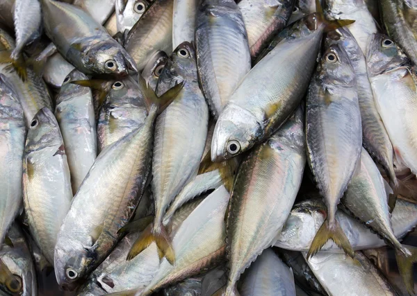 Čerstvé makrely — Stock fotografie