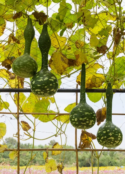 Squash growing on vine — Stock Photo, Image