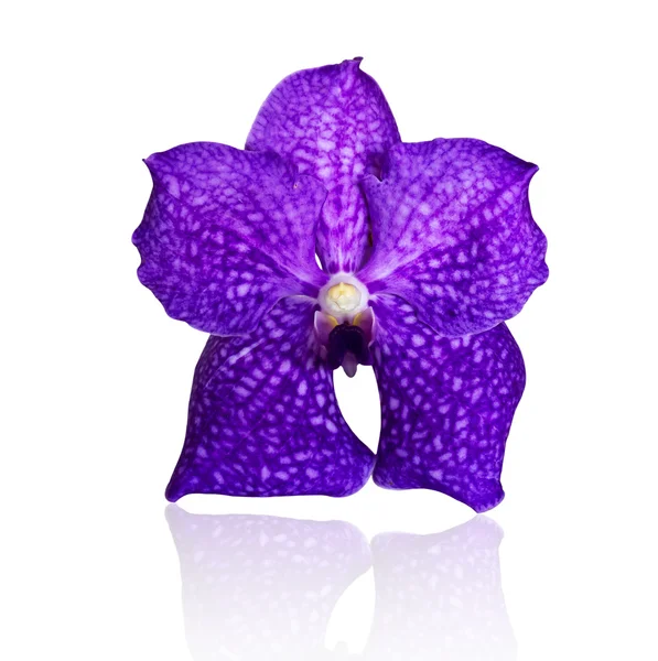 Beautiful violet orchid — Stock Photo, Image