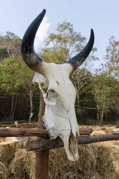 Черепной буйвол — стоковое фото