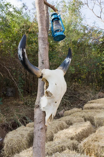 Búfalo-crânio — Fotografia de Stock