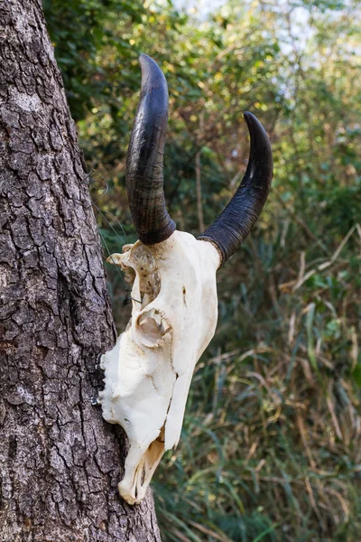 Teschio bufalo appeso all'albero — Foto Stock