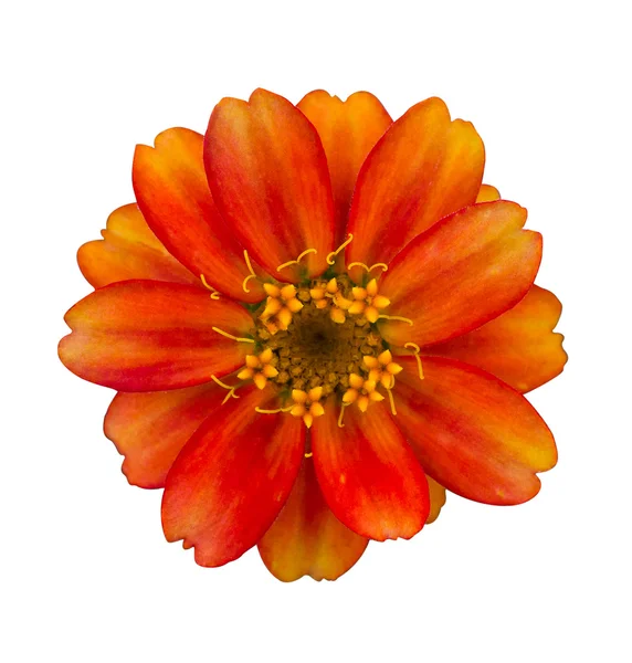 stock image Orange flower