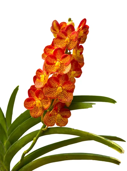 Oranžový orchidej — Stock fotografie