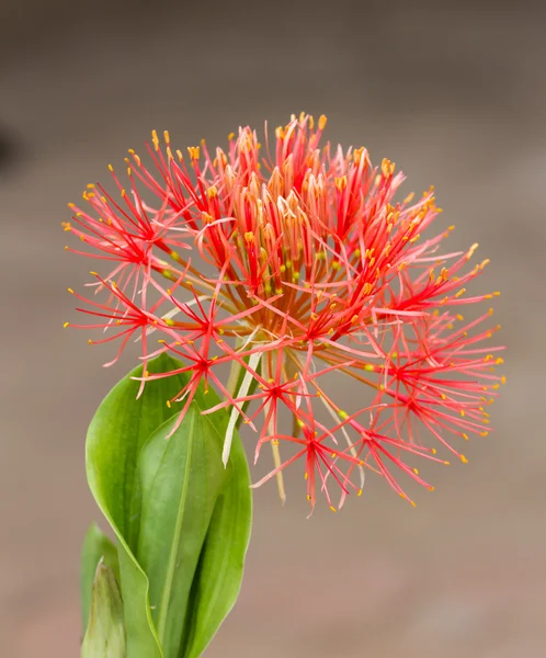 Powder puff lily — Stock Photo, Image