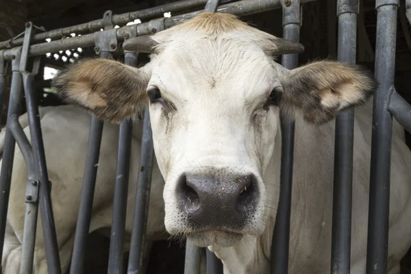 stock image Cows life in a farm