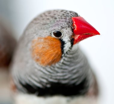 Zebra Finch clipart