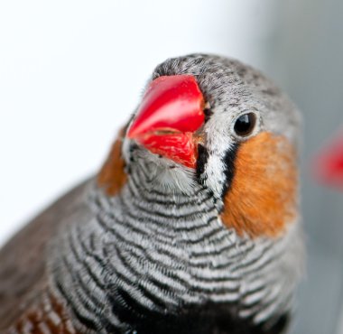 Zebra finch