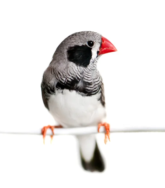 Finch zèbre — Photo
