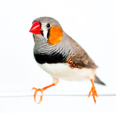 Zebra finch