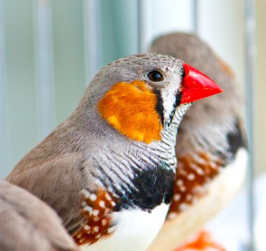 Zebra Finch clipart