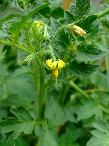 Stock image Tomato flower in the foreground