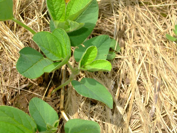 On soybeans planted — Stock Photo, Image